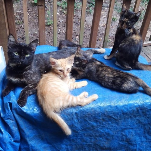 🙀CHEROKEE'S FERAL HAVEN🐕 - Picture 5 of 11